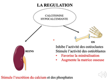 2.2 Régulation phosphocalcique