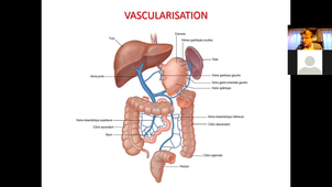Anatomie de l'appareil digestif