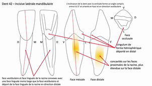 UE 24 - EC 5 - anatomie spécifique de la bouche