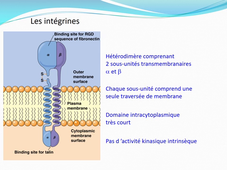 PASS / L.AS - Semestre 1 - UE 12 - Biochimie générale - Protides - Rôles biologiques des protéines (2)