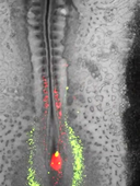 L.AS SpS - UE 24 - EC3 : Biologie de la reproduction et Embryologie - 3ème semaine : vidéo annexe n°1