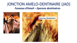 PASS / L.AS - UE 21 - EC 5 - L'émail dentaire normal