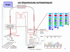 DFGSM3 - Semestre 2 - MED0601 - Génétique médicale - Seq 16