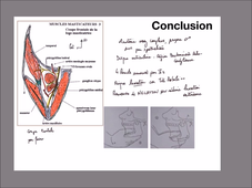 UE 24 - EC1  Mandibule et muscles masticateurs - P14