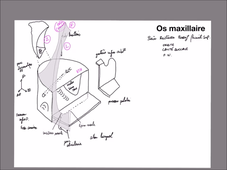 UE 24 - EC1 - Fosses Nasales - P2