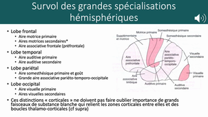 Physio LAS 2 Principes d'organisation fonctionnelle du SNC LORON 2022 Vfinale sonorisée