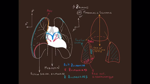 anatomie-poumon-ped-pulm - P1