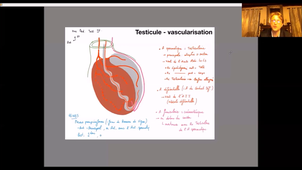 UE24 EC2_Testicules - P4