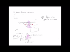 UE 24 - EC1  Carotide et Glandes - P3