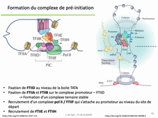 PASS / L.AS - Semestre 2 - UE 21 - EC 3 : Bases de la Biologie Moléculaire - ARN et transcription (2ème partie)