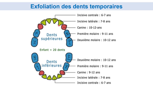 UE44 EC2 Odontologie : La dentition chez l'enfant