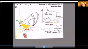 UE24 EC2_Testicules - P1