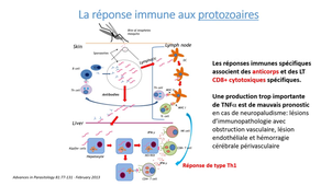 Med306 Immunité anti-infectieuse 5