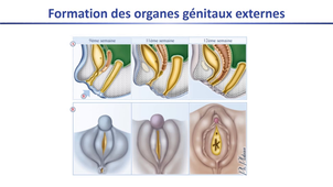 DFGSM2 - MED0402 - Développement et différenciation de l'appareil génital - La différenciation sexuelle : aspect morphologique